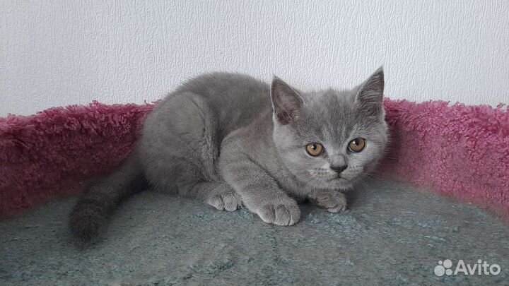 Шотландские вислоухие малыши и малышки