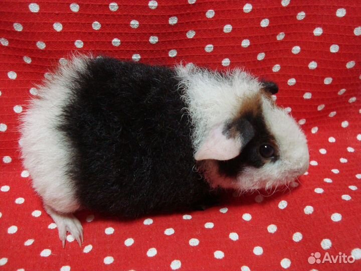 Морская свинка американский тедди