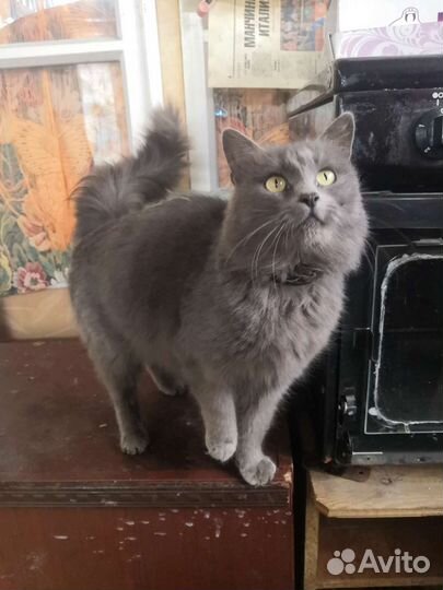 Русская голубая