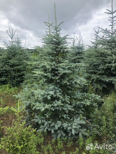Ель голубая 1-1,2 м