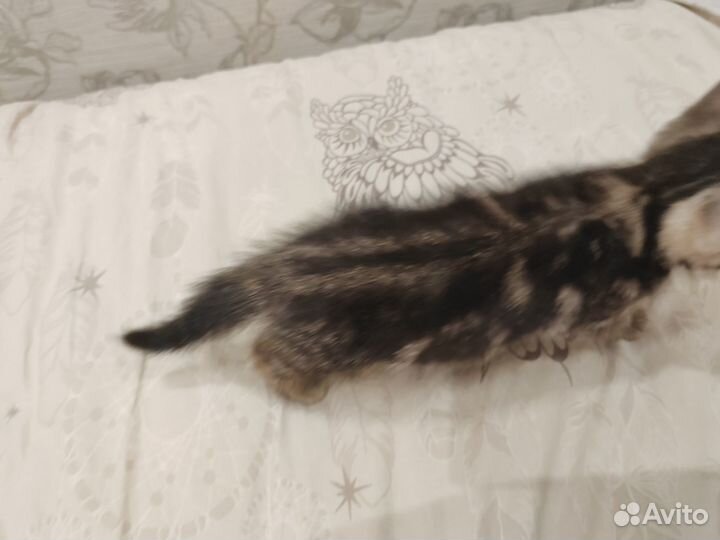 Отдам бесплатно котят