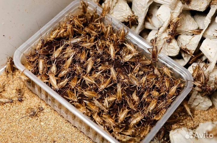 Замороженные сверчки