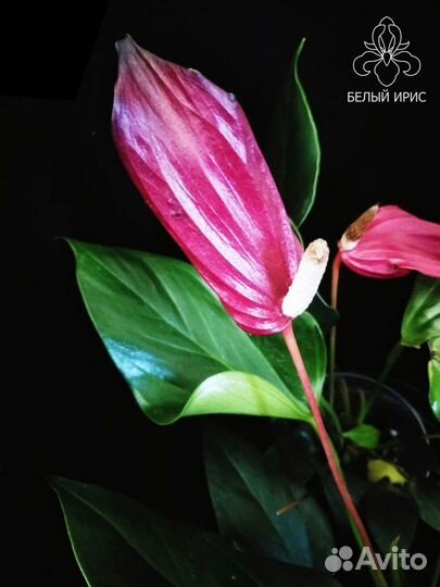 Антуриум An Lilli Red