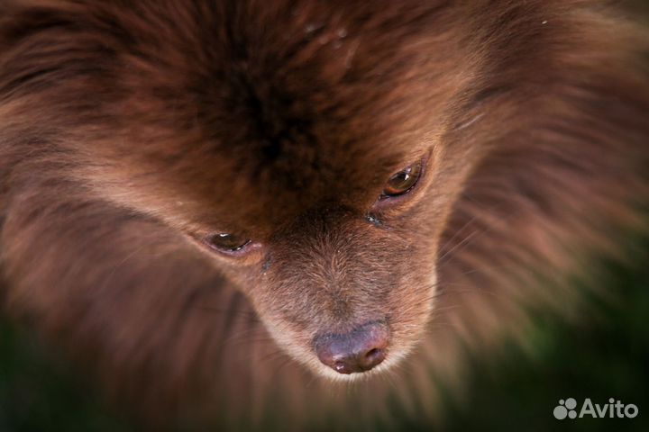 Фотограф анималист