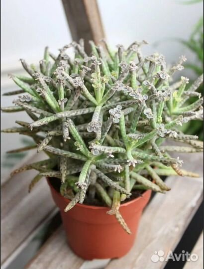 Суккуленты Каланхоэ Трубчатоцветковое