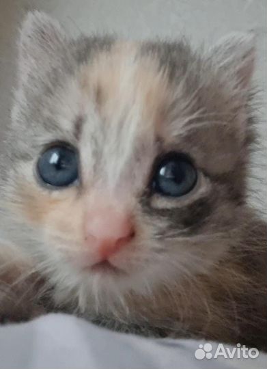 Котёнок