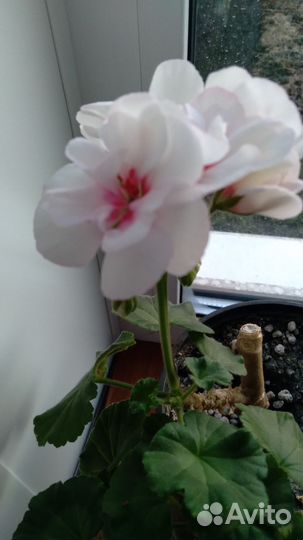 Пеларгония герань