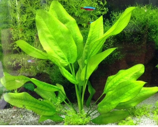 Аквариумное растение