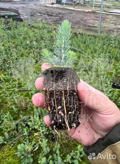 Голубая ель с зкс сеянцы