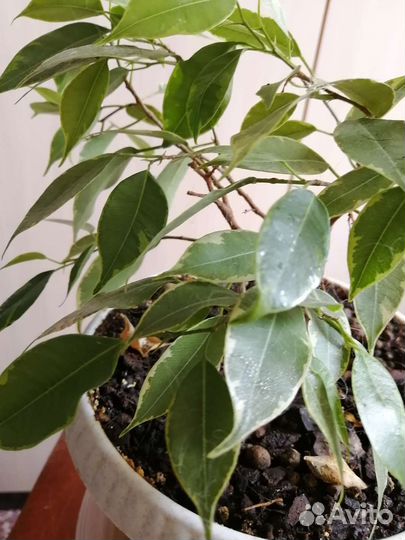 Фикус бенджамина кинки