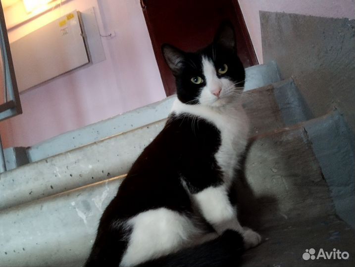 Котик бесплатно