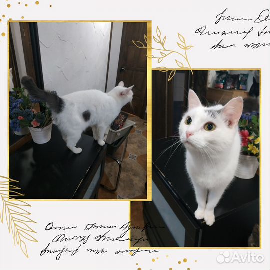 Отличный молодой котик