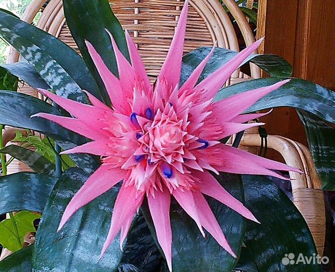 Эхмея- необыкновенный цветок И отличный подарок