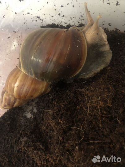 Отдам бесплатно улитку ахатин