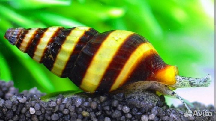 Улитка Хелена