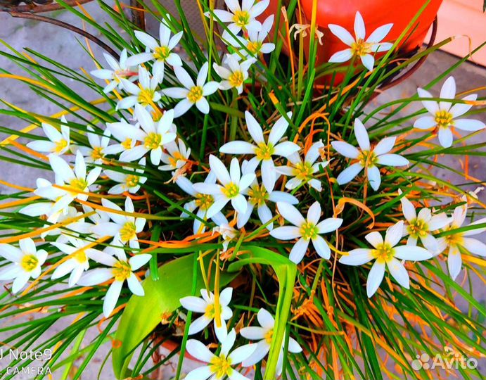 Зефирантес выскочка