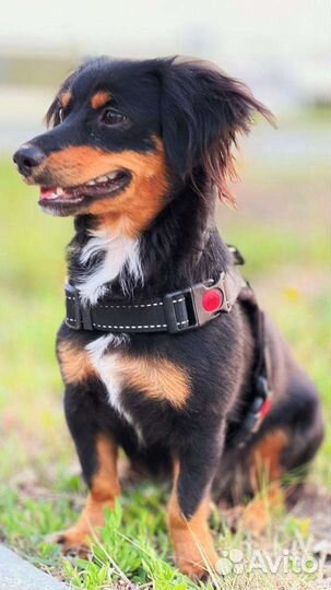 Передержка кошек/собак