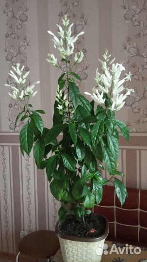 Уайтфельдия, абутилон