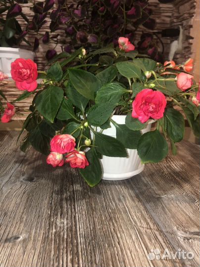 Бальзамин ванька мокрый