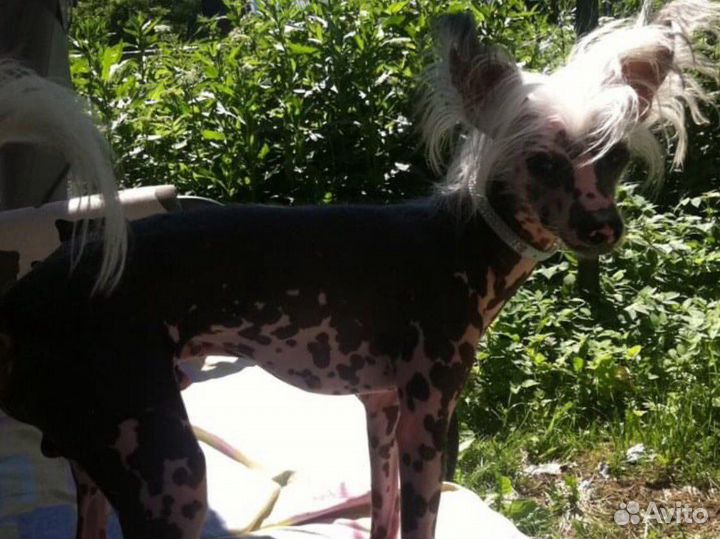 Китайская хохлатая Вязка