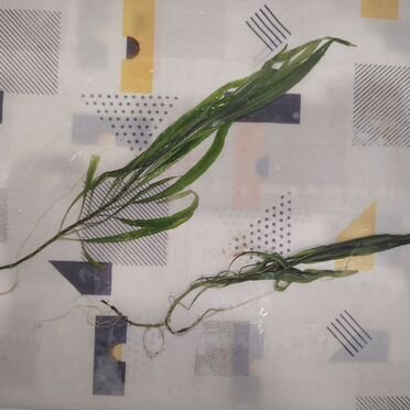 Растения для аквариума