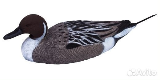 Чучело Шилохвость (рельеф) - селезень