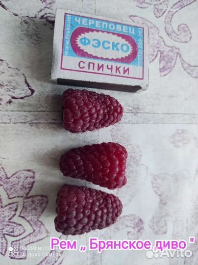 Саженцы ремонтантной малины