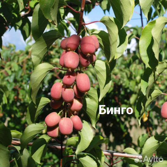 Лианы и вьющиеся