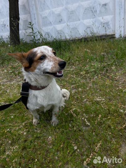 Нюша помесь джек рассела