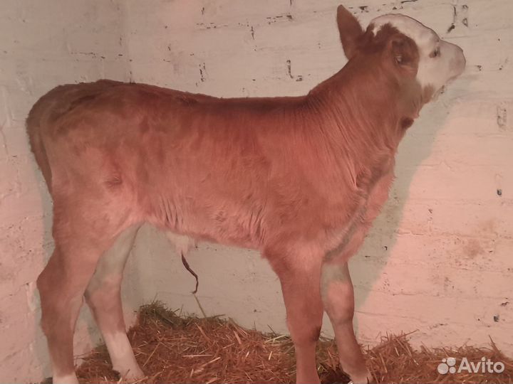 Телята телочки