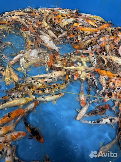 Живая рыба для пруда