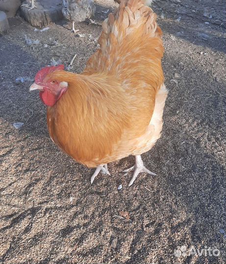 Петух орпингтон