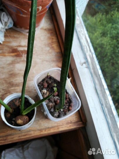 Сансевиерия цилиндрика