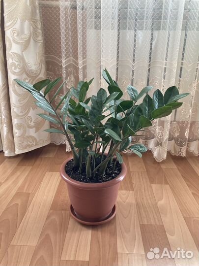 Замиокулькас