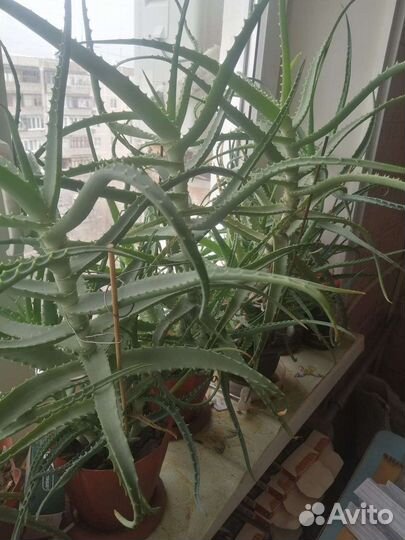 Алоэ лечебный