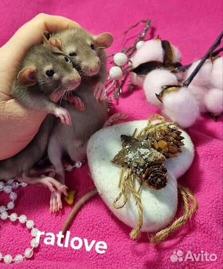 Крысята дамбо от ratlove