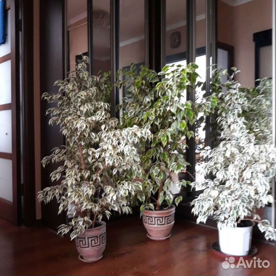 Фикус бенджамина, (в белом продан)