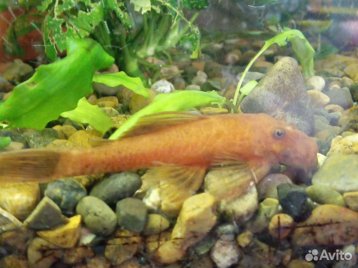 Анциструс супер ред