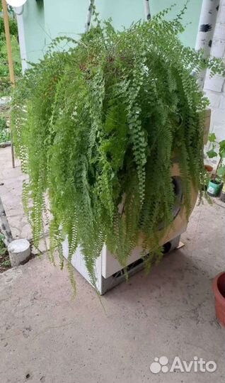 Папоротник кудрявый