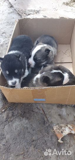 Отдам щенки Хаски