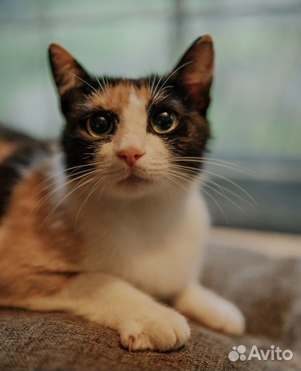 Кошка, девочка