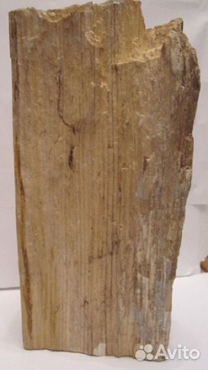 Окаменевшие дерево и коралл