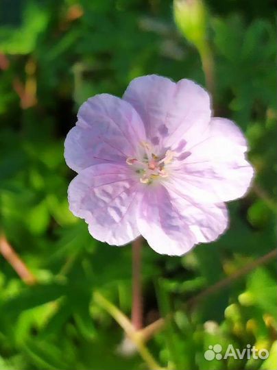 Герань садовая