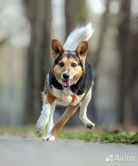 Красавец Рыжик в добрые руки