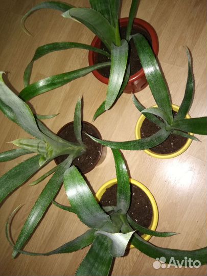 Бильбергия