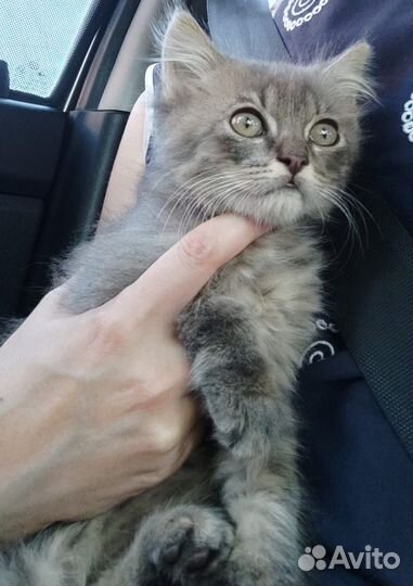 Кошки в добрые руки