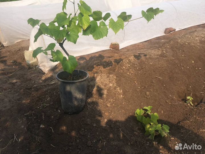 Саженцы винограда, зимостойкого неукрывного