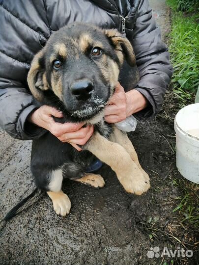 Щенок мальчик, 3 месяца, крупные родители