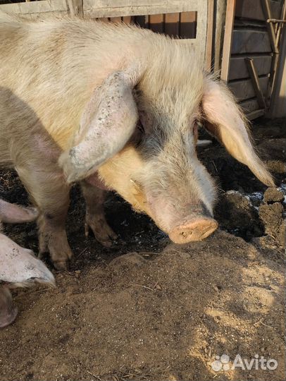 Хряк-производитель