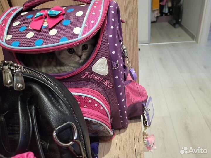 Шотланский котенок